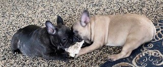 French Bulldog Puppies