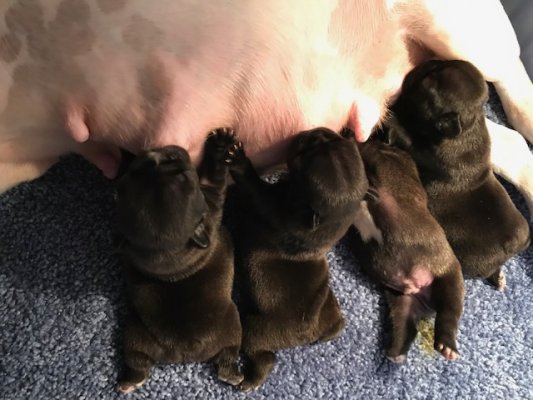 French Bulldog puppies