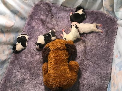 July French Bulldog Litter 2019